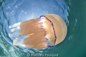 Rhizostoma pulmo by Mathieu Foulquié 